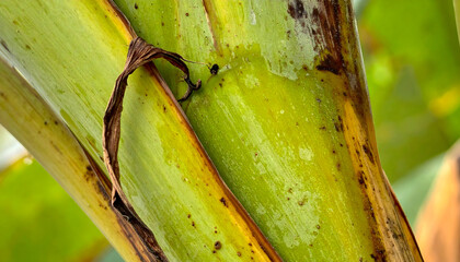 Close-up of a lush green banana stalk showing textured bark with brown burnt edges and water droplets reflecting sunlight in a tropical garden setting with blurred foliage background