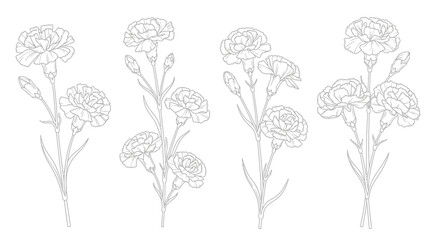 Delicate Carnation Flower Art Collection on White Background, Vector Illustration © Kaito