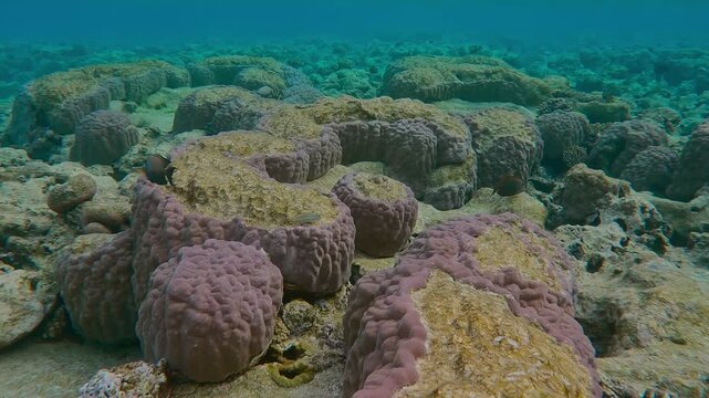 Camera moves forward over tops of colonies of Porites hard corals with bite marks inflicted by feeding Parrotfish on the inner reef. 