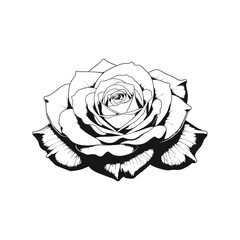 Rose Most Demandable Vector