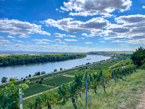 Weinberge bei Nierstein in Rheinhessen mit Rhein im Hintergru