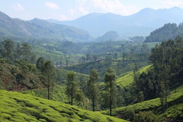 Obraz premium Scenic rolling hills of a tea estate
