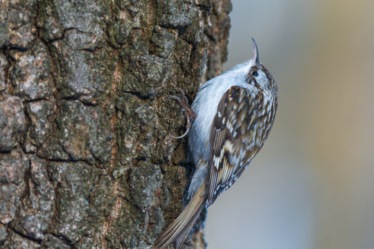 treecreeper on the tree