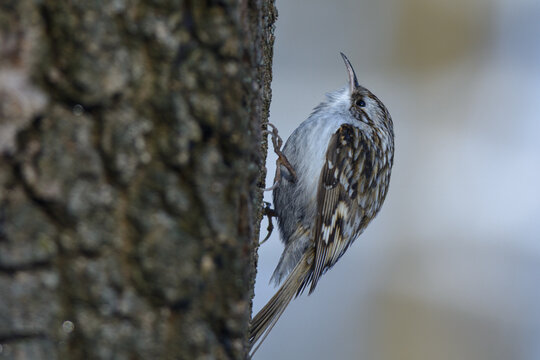 treecreeper in the park