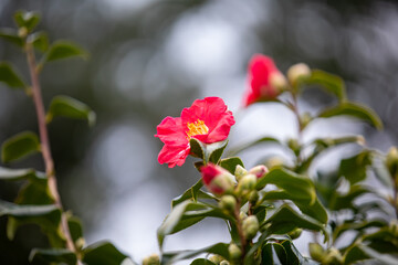Fototapeta premium Flowering camellia bushes in the countryside near Truro, Cornwall UK.
