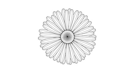 Obraz premium Top view of a large detailed daisy or sunflower blossom shown in a fine black and white line art botanical style.