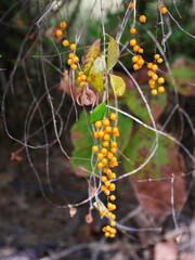 Obraz premium Bright orange berries in autumn.