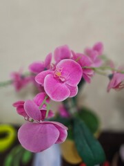 Obraz premium Close-up of vibrant pink orchids featuring velvety petals and yellow-white centers, highlighting floral detail and natural elegance.