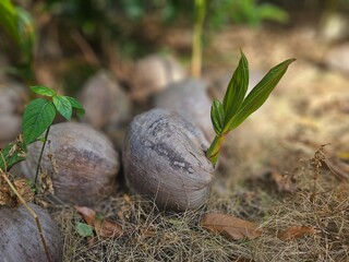 Several mature coconuts rest on the ground amid lush tropical vegetation, illustrating natural fruit fall and ecological surroundings.