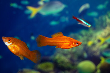 Obraz premium Aquarium swordtail fish swims in a home aquarium. Two females are red. Xiphophorus-Latin name.