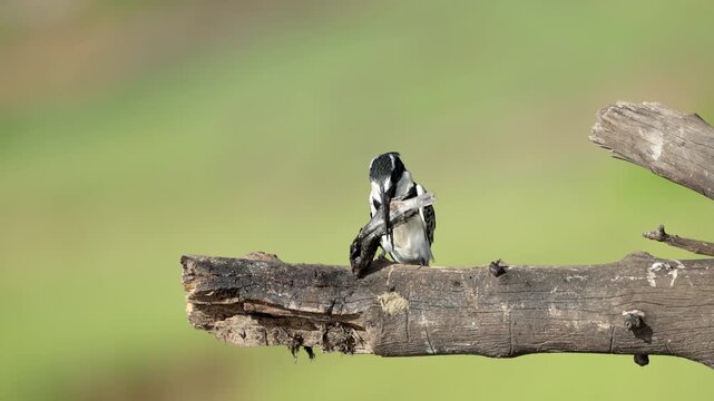 In slow motion, a pied kingfisher perches on a branch while slapping a freshly caught fish before eating it.