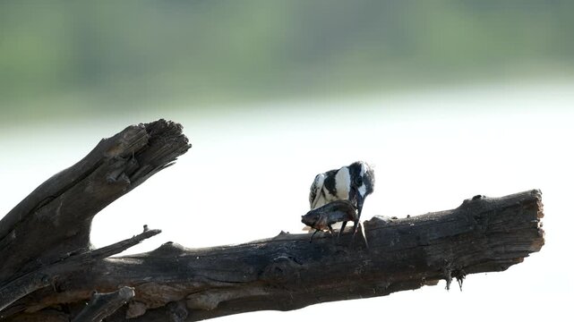 In slow motion, a pied kingfisher perches on a branch while slapping a freshly caught fish before eating it.