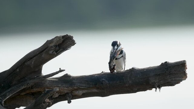 In slow motion, a pied kingfisher perches on a branch while slapping a freshly caught fish before eating it.