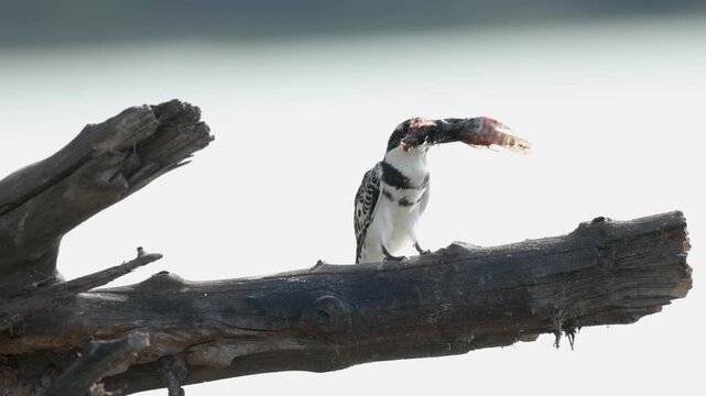 In slow motion, a pied kingfisher perches on a branch while slapping a freshly caught fish before eating it.