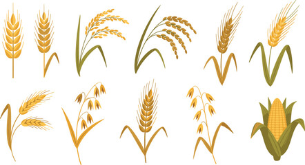 Fototapeta premium Cereal Grain and Corn Plant Vector Illustration Set with Wheat, Rice, Oats, Barley Ears and Maize Harvest Elements for Farming Designs