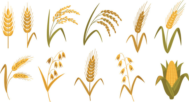 Cereal Grain and Corn Plant Vector Illustration Set with Wheat, Rice, Oats, Barley Ears and Maize Harvest Elements for Farming Designs