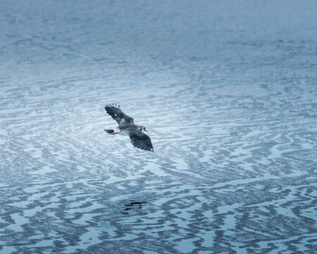 Lapwing, Vanellinae, by the water's edge and in flight in the snow at  Hauxley Nature reserve, Northumberland, January 2026