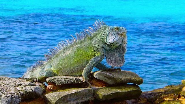 Green cute iguana sitting on the rocky beach near azure sea. Tropical island shore with the exotic animal. Calm ocean, sunny day, beach vacation with the colorful reptile.
