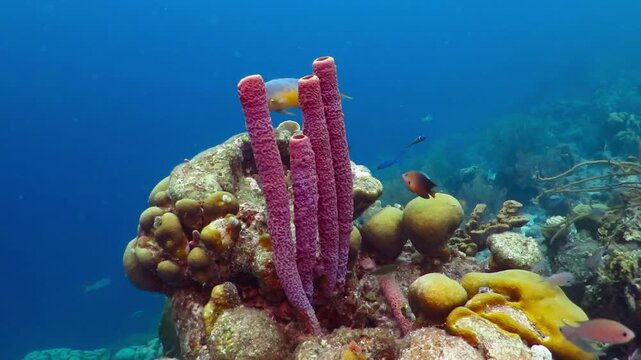 Purple tropical sea sponges and colorful reef with fish. Corals, sponges and fishes in the blue water. Underwater video from scuba diving on the coral reef. Marine wildlife in the ocean.