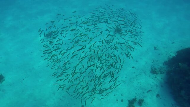Top view of a school of Yellowtail Barracuda, Sphyraena flavicauda swims over the sandy bottom, with a juvenile Napoleon Wrasse, Cheilinus undulatus swimming underneath.