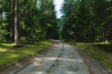 road in the forest