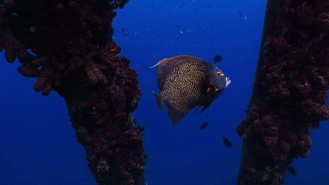 Angelfish (Pomacanthus paru) swimming in the blue water under the pier. Underwater video from scuba diving with marine life. Deep blue sea under the jetty and colorful tropical fish.