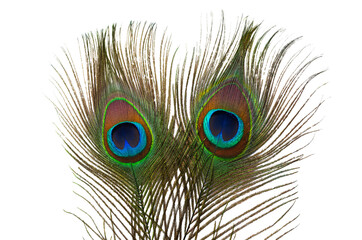 Obraz premium peacock feather isolated on white background