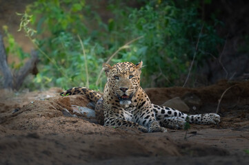 Obraz premium Leopard Resting on Forest Floor in Natural Habitat, India