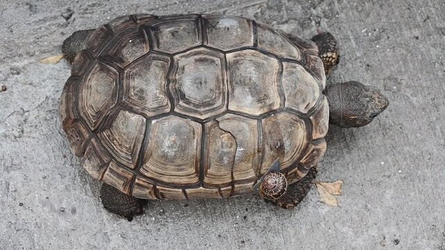 A snail sits on a turtle's back,