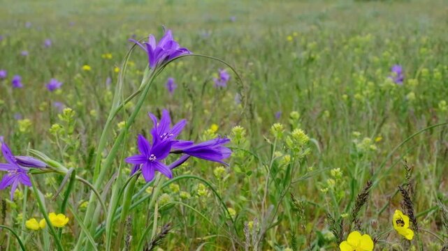 Beautiful purple wildflowers and yellow buttercups among the green grass. A spring or summer meadow with wild flowers