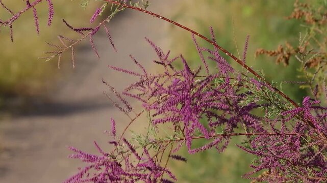 Delicate tamarisk blossom in close-up. Lush pink-purple inflorescences on thin branches, blurred natural background. Ideal for design, gardening, nature articles