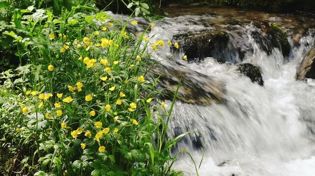 A picturesque spring landscape with bright yellow buttercup flowers on the background of a fast mountain stream. Fresh greenery and sunlight create a feeling of pure, untouched nature and summer mood.