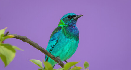 Fototapeta premium Cotinga bird with head slightly tilted, expressive posture