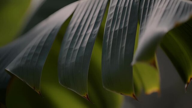 Close-up of large green palm leaf with sunlight - 4k video