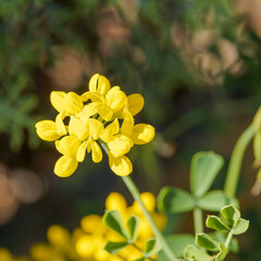 Fototapeta premium Detailed view of bright yellow crown of flowers pea-shaped of Coronilla valentina 'Glauca' called glaucous scorpion-vetch on a short stem in a round umbel-shaped head 