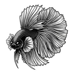Obraz premium Betta fish illustration features voluminous, flowing fins drawn with intricate dark line work against a pure white background.