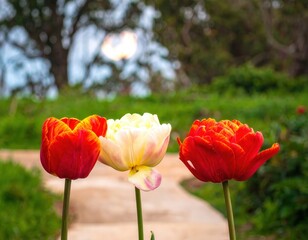 Obraz premium Three vibrant tulips, two red and one white, stand tall along a winding garden path.