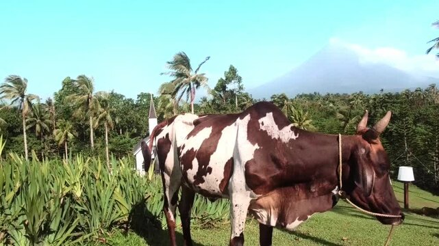 Cinematic footage of a cow grazing in a rural tropical countryside, with a volcano and palm trees, under a clear blue sky.