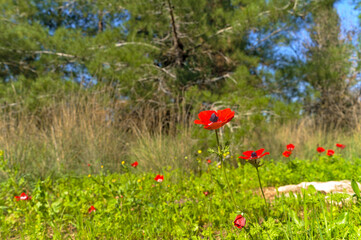 Red anemone flowers on a green glade in the forest © Teo K