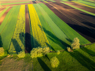 Obraz premium Aerial view of spring crop fields, green cereals and yellow rapeseed during sunrise in Ponidzie region, Poland