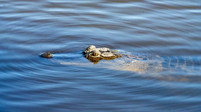 Head of an alligator swimming in a pond.