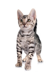 Obraz premium bengal kitten in studio