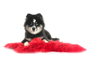 Obraz premium Pomsky in studio