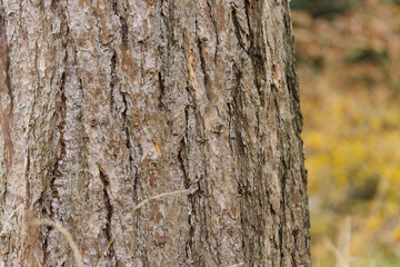 Obraz premium European larch bark, brown bark, forest full of larch trees, grooved rough surface, rough bark with grooves, Larix decidua