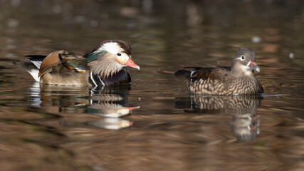 swimming aberrant coloured adult male Mandarin Duck (Aix galericulata) swimming next to an adult...