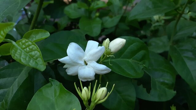 Beautiful white jasmine flowers in the garden. Also known as Jasminum, melati, melur, yasmin.