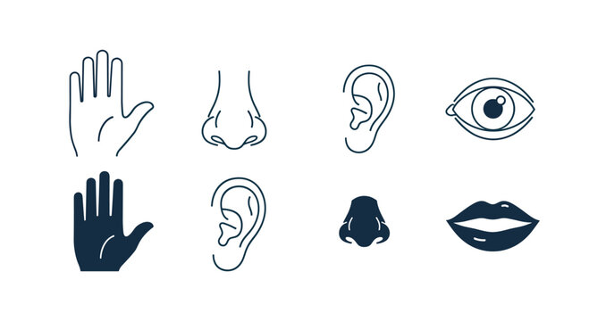 Collection of human sense organ icons including hand for touch nose for smell ear for hearing eye for sight and lips for taste.