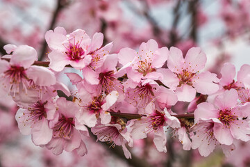 Fototapeta premium Close-up of almond blossoms in the Rhineland-Palatinate near Gimmeldingen on a sunny spring day