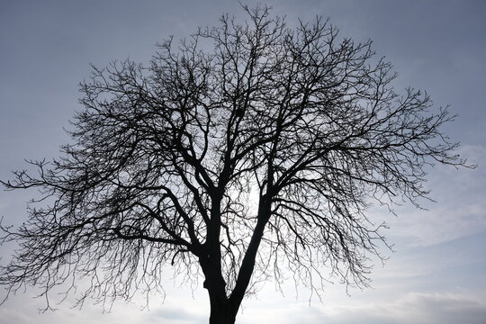 Kahler Eichen Baum im Winter vor Hellem Himmel Gegenlicht 