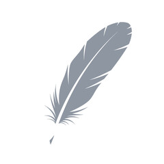 Obraz premium Elegant gray feather on white background for design inspiration